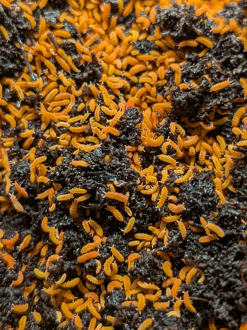 Asian Orange Springtails (Yuukianura aphoruroides)