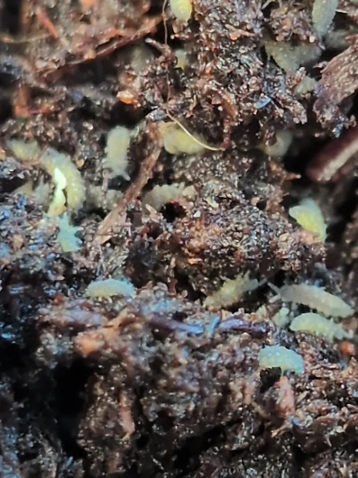 Lilac Purple Springtails — photo 1 of 3