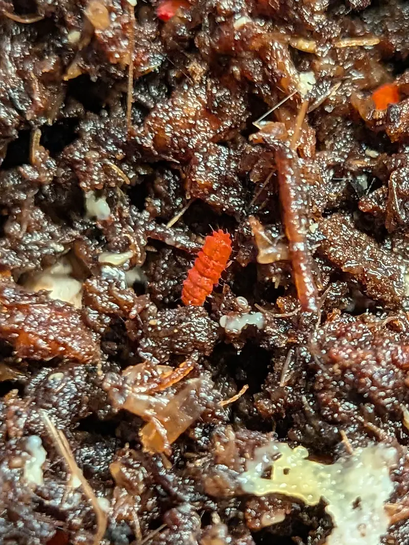 Red Springtails (Lobella sp.)