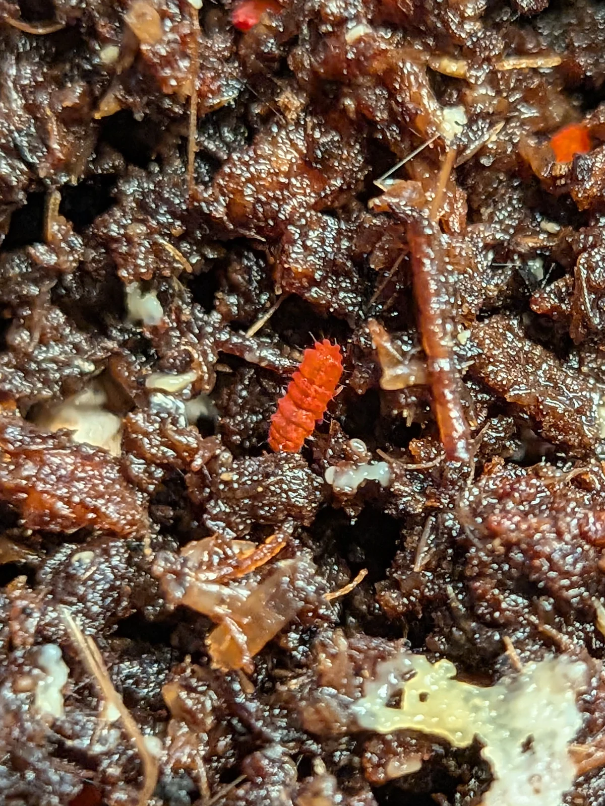 Red Springtails — photo 1 of 5